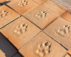 empreinte de chien